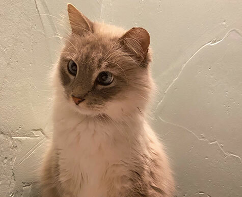 Clarice's FeLV