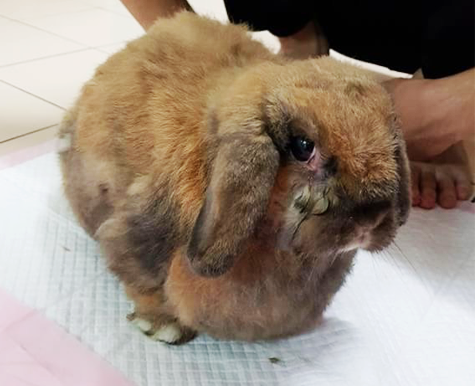 ES Clear reduced lump on a bunny