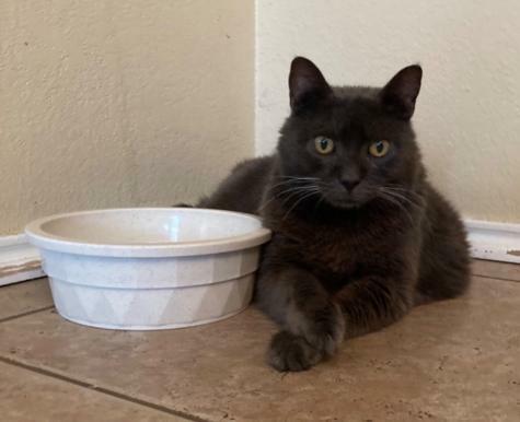 Cat Tumor Support for Paris