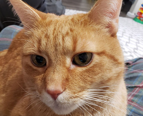 Arthur's Allergy Support