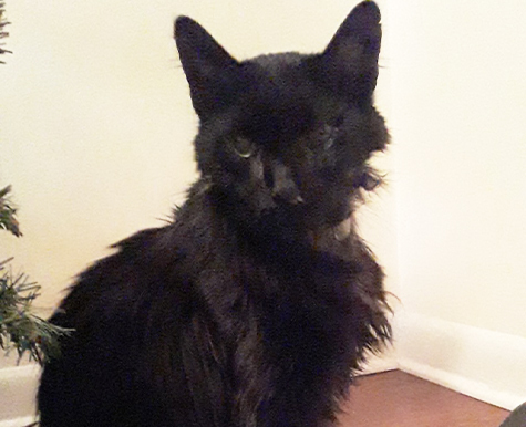 Cancer Support for a Senior Cat