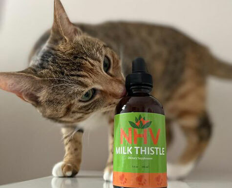 Benefits of Milk Thistle For Kip The Cat