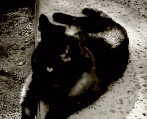 Chronic Kidney Disease in Cats