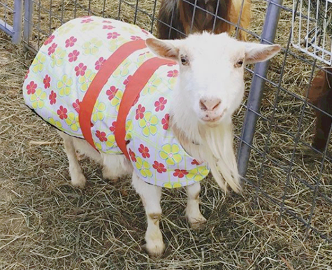 Sassafrass the goat fighting cancer