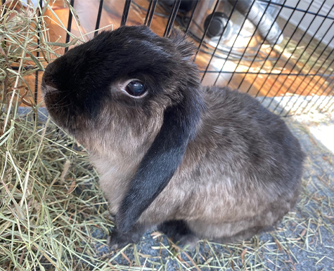 Liver Support For A Senior Bunny
