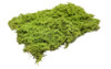 Lars op't Hof 08.12 - Briar Patch - light green (5 7/8" x 8 ¼" sheet)  - Multi Scale