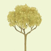 JTT 594321 - Professional Trees: Basswood Round Head 2" - 4pcs    - Multi Scale
