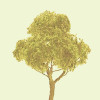 JTT 594328 - Professional Trees: Basswood Deciduous 2.5" - 3pcs    - Multi Scale