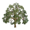JTT 596043 - Professional Trees: Live Oak 5" - 1pcs    - O Scale