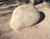 Arizona Rock and Mineral 1237 - Tan Granite Rip/Rap Large (12 Oz Bag)  - Multi Scale