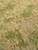 Lars op't Hof 13.64L - Meadow summer - arid (16 ½" x 22 7/8" sheet) - Multi Scale Lars op't Hof 13.64L - Meadow summer - arid (16 ½" x 22 7/8" sheet) - Multi Scale