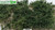 Lars op't Hof 08.32 - Briar Patch - dark green (5 7/8" x 8 ¼" sheet) - Multi Scale Lars op't Hof 08.32 - Briar Patch - dark green (5 7/8" x 8 ¼" sheet) - Multi Scale