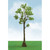 JTT 592316 - Pro-Elite Trees: Cypress 5 - 5.5" - 2pcs    - HO Scale