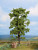 Noch 21780 - Lime Tree - Multi Scale Noch 21780 - Lime Tree - Multi Scale