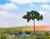 Noch 21997 - Pine Tree - Multi Scale Noch 21997 - Pine Tree - Multi Scale