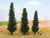 Noch 21998 - Cypress Trees - Multi Scale Noch 21998 - Cypress Trees - Multi Scale