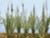 JTT 95634 - Cattails: Dried 24/pk - 1.5" - O Scale JTT 95634 - Cattails: Dried 24/pk - 1.5" - O Scale