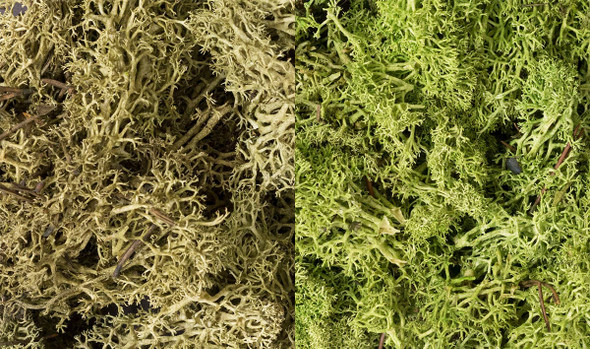 Woodland Scenics L167 - Light Green Mix Lichen