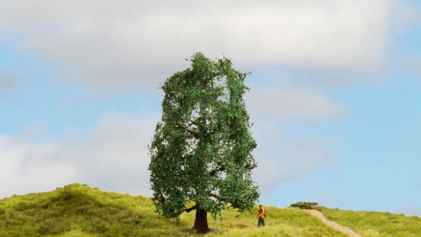 Noch 20110 - Oak Tree  - Multi Scale