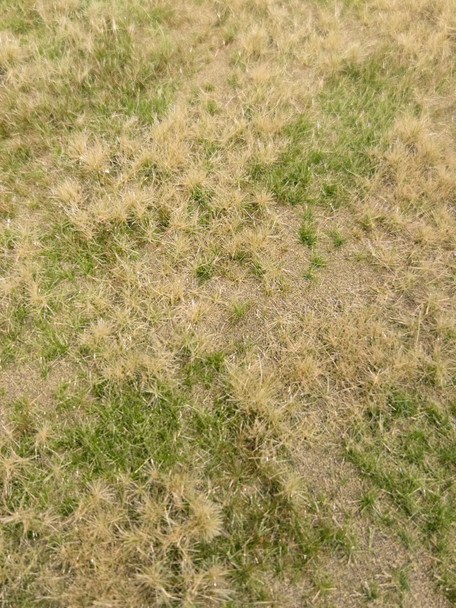 Lars op't Hof 13.64L - Meadow summer - arid (16 ½" x 22 7/8" sheet)  - Multi Scale