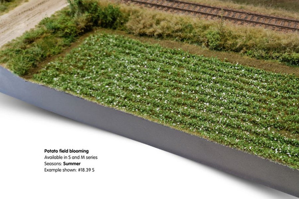 Lars op't Hof 18.39M - Potato field blooming (8 3/8" x 16 ½" sheet)  - Multi Scale