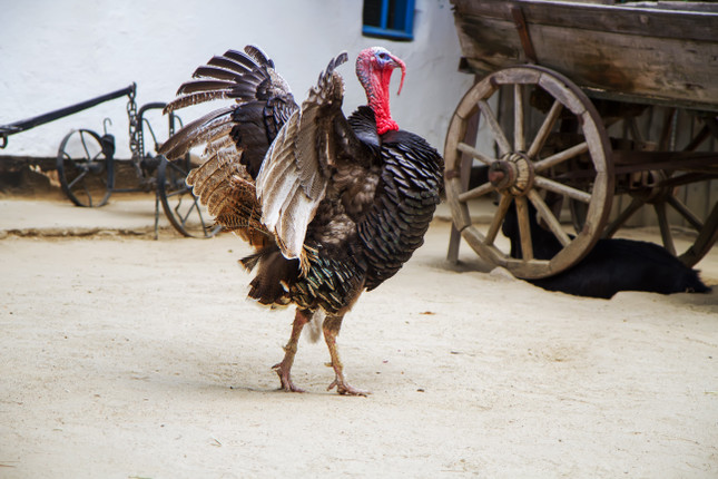 Slavo's 5 Tips for the Perfect Thanksgiving Turkey