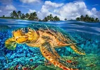 Sea Animals