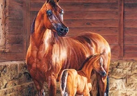 Farm Animals