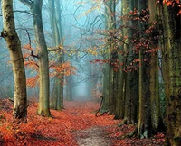 Forests