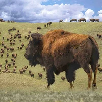 Forest Animals
