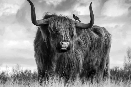 Shaggy Bull
