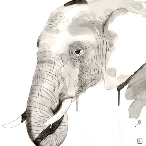 Wildlife Elephant