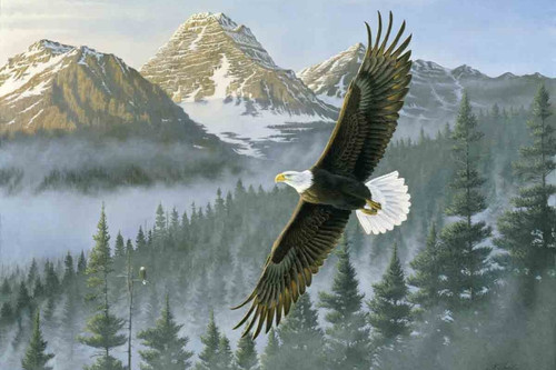 Soaring Eagle