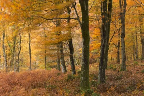 Autumn Winds