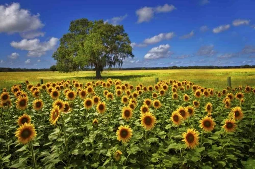 Tree in the Sunflower Field