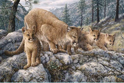 Cat Family