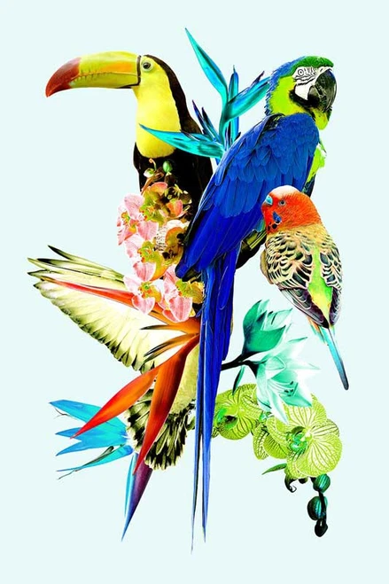 Birds of Paradise II