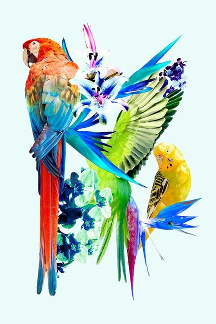 Birds of Paradise I
