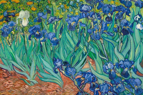 Irises in Blue