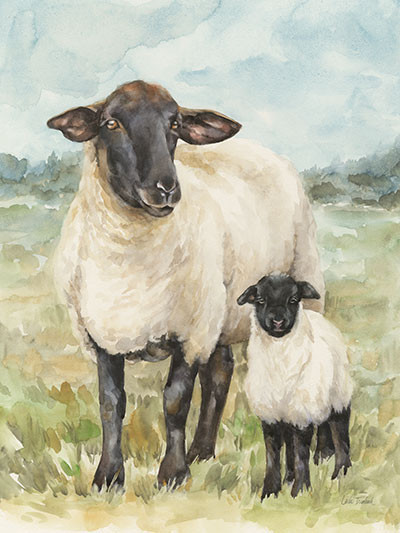 Sheep in a Field