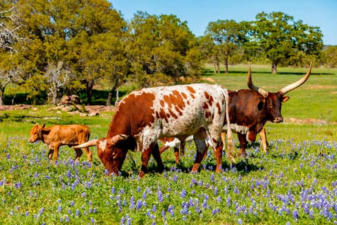 Longhorn Family