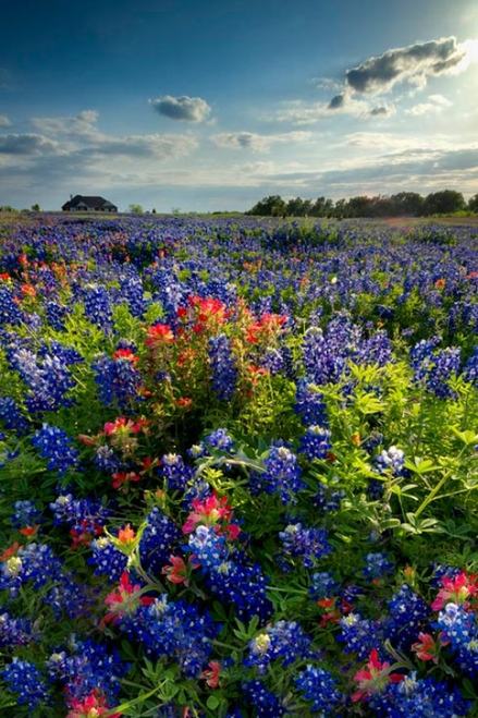 Bluebonnet Field IV