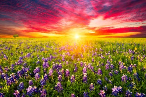 Bluebonnets At Dusk I