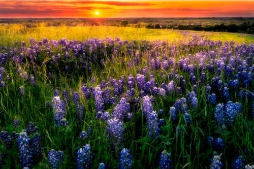 Bluebonnets At Dusk III