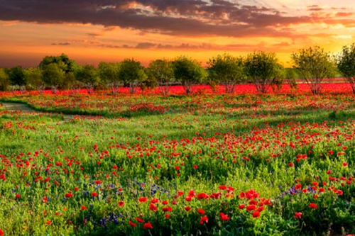 Red Fields II