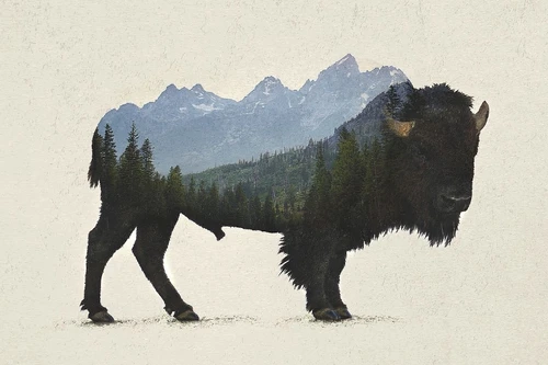 Grand Teton Bison
