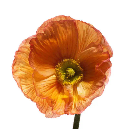 Poppy 23