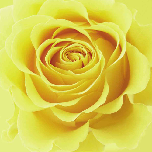 AB_01 / Yellow Rose Detail