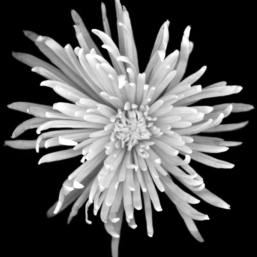 Chrysanthemum #1 b-w