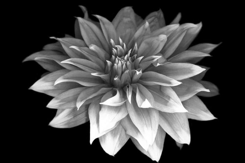 Perfect Dahlia #1 b-w
